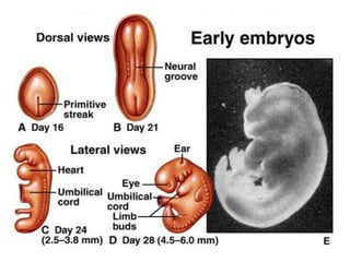 การสืบพันธ์