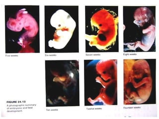 การสืบพันธ์