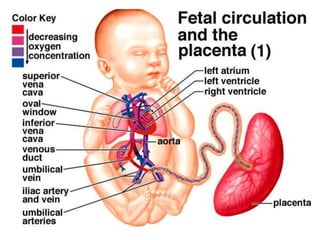 การสืบพันธ์