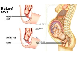 การสืบพันธ์