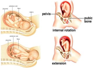 การสืบพันธ์