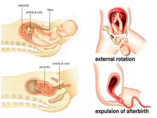การสืบพันธ์