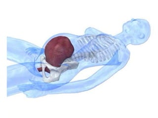 การสืบพันธ์