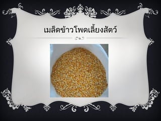 ๶มล็ดข้าวโพึϹลี้ยงสัตว์
 