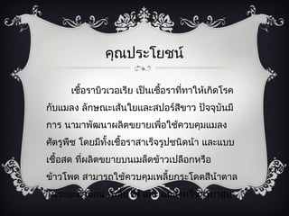 คุณประโยชน์

      เชื้อราบิวเวอเรีย เป็นเชื้อราที่ทาให้เกิดโรค
กับแมลง ลักษณะเส้นใยและสปอร์สขาว ปัจจุบันมี
                             ี
การ นามาพัฒนาผลิตขยายเพื่อใช้ควบคุมแมลง
ศัตรูพืช โดยมีทั้งเชื้อราสาเร็จรูปชนิดน้า และแบบ
เชื้อสด ที่ผลิตขยายบนเมล็ดข้าวเปลือกหรือ
ข้าวโพด สามารถใช้ควบคุมเพลี้ยกระโดดสีน้าตาล
ในระยะตัวอ่อน เพลี้ยไฟ และ แมลงหวี่ขาวยาสูบ
 