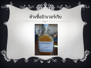 หัวเชื้อบิวเวอร์๶รีย
 