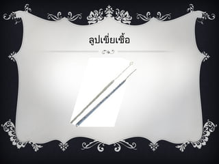ลูปเขี่ย๶ชือ
           ้
 