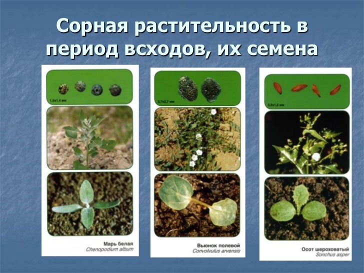 Авто опыление растений