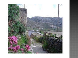 τα λουλούδια που φυτρώνουν στο τσιμέντο