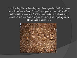 จากนั้น ปลูก ในเครื่อ งปลูก ละเอีย ด ดูด ซับ นำ้า ดี เช่น ขุย
มะพร้า วล้ว น หรือ จะใช้เ ครื่อ งปลูก ธรรมดา ก็ไ ด้ นีโ อ
  เอ็ก โซทิก แพลนท์ส ใช้พ ีท มอส ผสมเพอร์ไ ลท์ ขุย
 มะพร้า ว และเปลือ กถั่ว รองกระถางด้ว ย Sphagnum
                Moss เพื่อ ช่ว ยซับ นำ้า
 