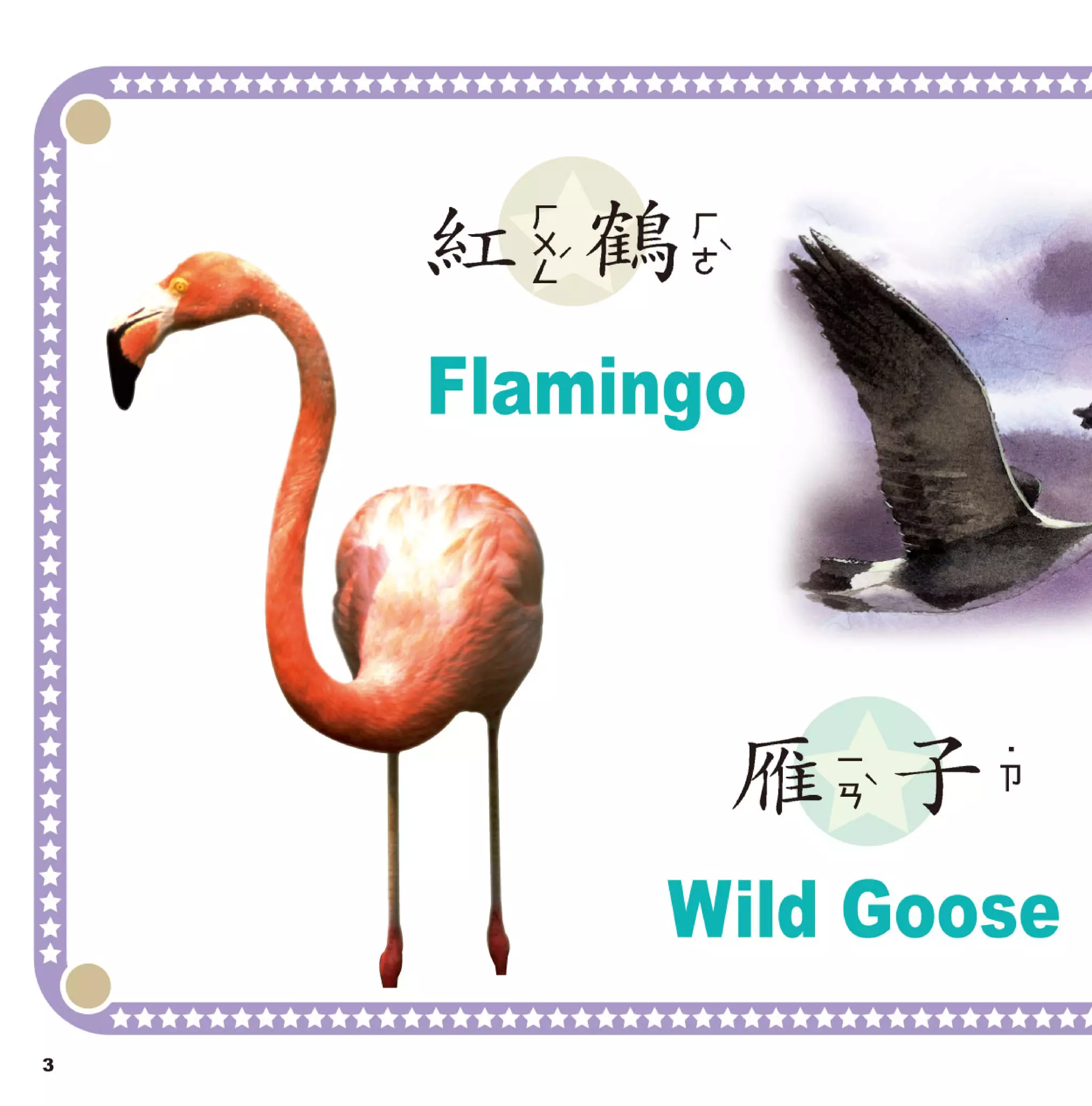 寶寶翻翻書 鳥類圖鑑【革新版】