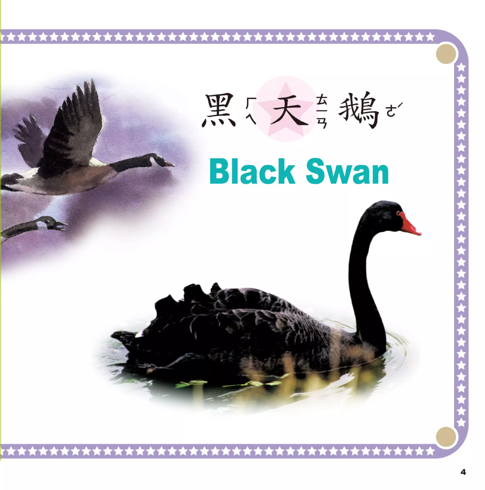 寶寶翻翻書 鳥類圖鑑【革新版】