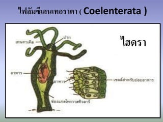 ไฟลัมซีเลนเทอราตา ( Coelenterata )

                           ไฮดรา
 