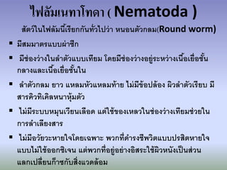 ไฟลัมเนทาโทดา ( Nematoda )
      สัตว์ ในไฟลัมนีเ้ รียกกันทั่วไปว่ า หนอนตัวกลม(Round worm)
   มีสมมาตรแบบผ่ าซีก
    มีช่องว่ างในลาตัวแบบเทียม โดยมีช่องว่ างอยู่ระหว่ างเนือเยื่อชัน
                                                                ้      ้
    กลางและเนือเยื่อชันใน
                  ้        ้
    ลาตัวกลม ยาว แหลมหัวแหลมท้ าย ไม่ มีข้อปล้ อง ผิวลาตัวเรี ยบ มี
    สารคิวทิเคิลหนาหุ้มตัว
    ไม่ มีระบบหมุนเวียนเลือด แต่ ใช้ ของเหลวในช่ องว่ างเทียมช่ วยใน
    การลาเลียงสาร
    ไม่ มีอวัยวะหายใจโดยเฉพาะ พวกที่ดารงชีพวิตแบบปรสิตหายใจ
    แบบไม่ ใช้ ออกซิเจน แต่ พวกที่อยู่อย่ างอิสระใช้ ผิวหนังเป็ นส่ วน
    แลกเปลี่ยนก็าซกับสิ่งแวดล้ อม
 