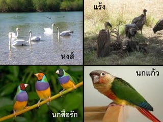 แร้ ง



   หงส์
                    นกแก้ ว


นกสื่อรัก
 