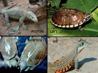 ตะกวน    เต่ า
ตะพาบนา
      ้    แย้
 