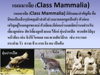 แมมมาเลีย (Class Mammalia)
         แมมมาเลีย (Class Mammalia) มีลกษณะสาคัญคือ คือ  ั
    มีขนเป็ นเส้ นๆปกคลุมผิวลาตัวส่ วนมากออกลูกเป็ นตัว ตัวอ่ อน
    เจริญอยู่ในมดลูกของแม่ ตัวเมียจะมีต่อมนานมผลิตนานมสาหรับ
                                                     ้        ้
    เลียงลูกอ่ อน สั ตว์ เลียงลูกด้ วยนม ได้ แก่ ตุ่นปากเป็ ด พวกสั ตว์ มถุง
       ้                    ้                                            ี
    หน้ าท้ อง เช่ น จิงโจ้ โอพอส และพวกสั ตว์ มีรก เช่ น กระรอก
    กระต่ าย วัว ควาย ช้ าง แรด ลิง คน เป็ นต้ น
ตุ๋นปากเป็ ด                            จิงโจ
                                          ้         คน
 