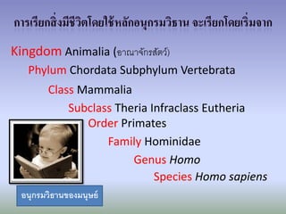 Kingdom Animalia (อาณาจักรสัตว์)
   Phylum Chordata Subphylum Vertebrata
         Class Mammalia
             Subclass Theria Infraclass Eutheria
                Order Primates
                    Family Hominidae
                         Genus Homo
                              Species Homo sapiens
  อนุกรมวิธานของมนุษย์
 