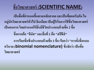เป็ นชื่อที่กาหนดขึนตามหลักสากล และเป็ นที่ยอมรับกัน ใน
                           ้
หมู่นักวิทยาศาสตร์ ทั่วไป ลินเนียส เป็ นผู้ริเริ่มการใช้ ชื่อวิทยาศาสตร์
เป็ นคนแรก โดยกาหนดให้ สิ่งมีชีวตประกอบด้ วยชื่อ 2 ชื่อ
                                  ิ
        ชื่อแรกคือ "จีนัส" และชื่อที่ 2 คือ "สปี ชีส์"
        การเรียกชื่อซึ่งประกอบด้ วยชื่อ 2 ชื่อ เรียกว่ า "การตั้งชื่อแบบ
ทวินาม (binomial nomenclature) ซึ่งจัดว่ า เป็ นชื่อ
วิทยาศาสตร์
 