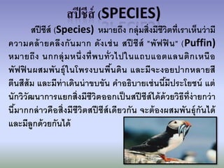สปี ชีส์ (Species) หมายถึง กลุ่มสิ่งมีชีวิตที่เราเห็นว่ ามี
ความคล้ า ยคลึ ง กั น มาก ดั ง เช่ น สปี ชี ส์ "พั ฟ ฟิ น" (Puffin)
หมายถึ ง นกกลุ่ ม หนึ่ ง ที่ พ บทั่ ว ไปในแถบแอตแลนติ ก เหนื อ
พัฟฟิ นผสมพันธุ์ ในโพรงบนพืนดิน และมีจะงอยปากหลายสี
                                    ้
ตีนสีส้ม และมีท่าเดินน่ าขบขัน คาอธิบายเช่ นนีมีประโยชน์ แต่
                                                      ้
นักวิวัฒนาการแยกสิ่งมีชีวิต ออกเป็ นสปี ชีส์ได้ ด้วยวิธีท่ ีง่ายกว่ า
นี มากกล่ าวคือสิ่งมีชีวิตสปี ชีส์เดียวกัน จะต้ องผสมพันธุ์ กันได้
   ้
และมีลูกด้ วยกันได้
 