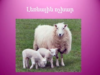 Լեռնային ոչխար
 