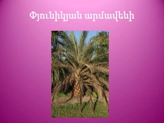 Փյունիկյան արմավենի
 