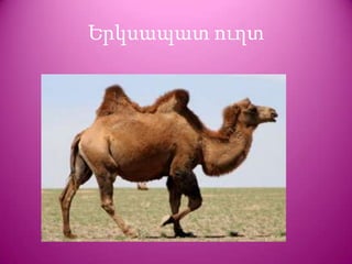 Երկսապատ ուղտ
 