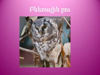 Բևեռային բու
 