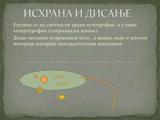 • Еуглене се на светлости хране аутотрофно, а у тами
  хетеротрофно (сапрозојски начин).
• Дише читавом површином тела , а вишак воде и штетне
  материје материје контрактилним вакуолама
 