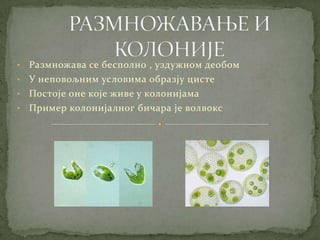 • Размножава се бесполно , уздужном деобом
• У неповољним условима образју цисте
• Постоје оне које живе у колонијама
• Пример колонијалног бичара је волвокс
 