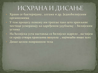 • Храни се бактеријама , алгама и др. Једноћелијским
  организмима
• У том процесу помажу им трепље тако што хранљиве
  честице усмеравају ка одређеном удубљењу – ћелијским
  устима
• На ћелијска уста наставља се ћелијско ждрело , на чијем
  се крају ствара хранљива вакуола , најчешће више њих
• Дише целом површином тела
 
