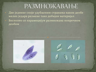 • Две јединке споје удубљеним странама након деобе
  малих једара размене тако добијен материјал
• Бесполно се парамецијум размножава попречном
  деобом
 