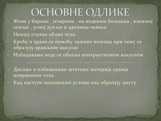 • Живе у барама , језерима , на воденим биљкама , влажној
  земљи , усној дупљи и цревима човека
• Немају сталан облик тела
• Крећу и хране се помоћу лажних ножица при чему се
  образују хранљиве вакуоле
• Избацивање воде се обавља контрактилном вакуолом


• Дисање и избацивање штетних материја одвија
  површином тела .
• Кад наступе ноповољни услови она образују цисту
 