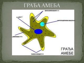 ХРАНЉИВА ВАКУОЛА




   ЈЕДРО

                                           КОНТРАКТИЛНА ВАКУОЛА




ЦИТОПЛАЗМА




             ЛАЖНА НОЖИЦЦА
 
