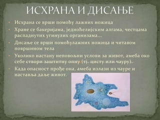 •   Исхрана се врши помоћу лажних ножица
•   Хране се бакеријама, једноћелијским алгама, честцама
    распаднутих угинулих организама...
•   Дисање се врши помоћулажних ножица и читавом
    површином тела
•   Уколико настану неповољни услови за живот, амеба око
    себе створи заштитну опну (тј. цисту или чауру).
•   Када опасност прође она, амеба излази из чауре и
    наставља даље живот.
 