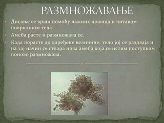 • Дисање се врши помоћу лажних ножица и читавом
  површином тела
• Амеба расте и размножава се.
• Када порасте до одређене величине, тело јој се раздваја и
  на тај начин се ствара нова амеба која се истим поступком
  поново размножава.
 