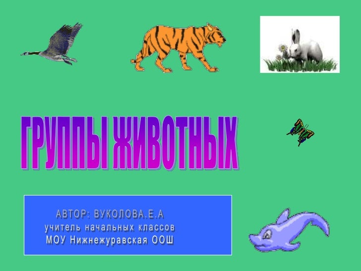 Относятся ли птицы к животным. Животные которые относятся к классу птицы. Разнообразие животных плешаков. Животные птицы рыбы насекомые. Животные звери птицы рыбы насекомые.