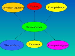 Πυρήνας       Κυτταρόπλασμα
Κυτταρική μεμβράνη




                     Φυτικό κύτταρο




 Χλωροπλάστες          Χυμοτόπια      Κυτταρικό τοίχωμα
 