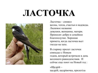 ЛАСТОЧКА
    Ласточка – символ
    весны, тепла, счастья и надежды.
    Ласковое название
    девушки, женщины, матери.
    Приносит добро и семейное
    благополучие. Хорошая
    примета, когда ласточка вьет
    гнездо на хате.
    В старину прилет ласточек
    совпадал с Новым
    годом, который встречали в день
    весеннего равноденствия. И
    сейчас еще поют на Новый год :
    «Щедрій –
    щедрій, щедрівочка, прилетіла
 
