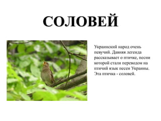 СОЛОВЕЙ
    Украинский народ очень
    певучий. Давняя легенда
    рассказывает о птичке, песни
    которой стали переводом на
    птичий язык песен Украины.
    Эта птичка - соловей.
 