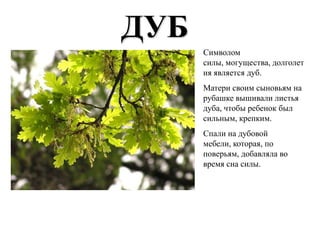 ДУБ
      Символом
      силы, могущества, долголет
      ия является дуб.
      Матери своим сыновьям на
      рубашке вышивали листья
      дуба, чтобы ребенок был
      сильным, крепким.
      Спали на дубовой
      мебели, которая, по
      поверьям, добавляла во
      время сна силы.
 