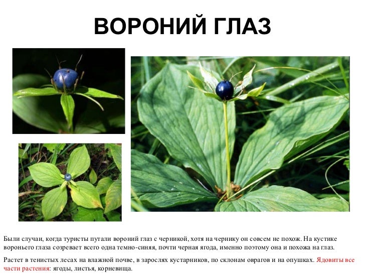 Вороний глаз ядовитое растение описание фото - Arhids.ru