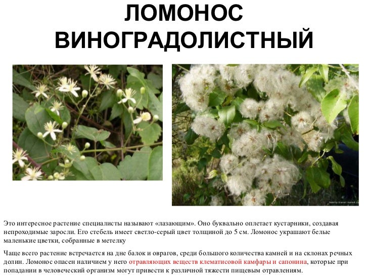 Клематис хонора. Сорта клематиса цветущие на побегах текущего года. Клематис паникулата. Клематис recta. Клематис метельчатый белый.