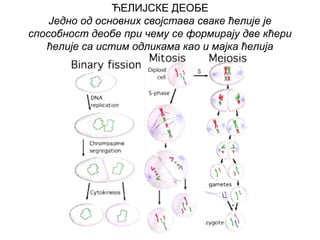 ЋЕЛИЈСКЕ ДЕОБЕ
    Једно од основних својстава сваке ћелије је
способност деобе при чему се формирају две кћери
   ћелије са истим одликама као и мајка ћелија
 
