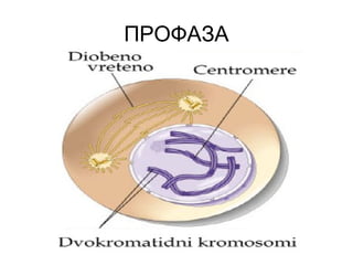 ПРОФАЗА
 