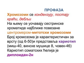 ПРОФАЗА
Хромозоми се кондензују, постају
краћи, дебљи
На њему се уочавају сестринске
хроматиде најближе повезане
центромером-митотски хромозоми
Број хромoзома је карактеристичан за
врсту (од 6-50)и представља кариотип
(миш-40, винске мушице 8, човек-46)
Кариотип соматских ћелија је
диплоидан-2н
 
