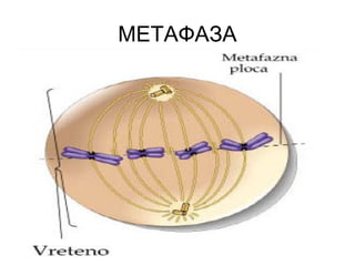 МЕТАФАЗА
 