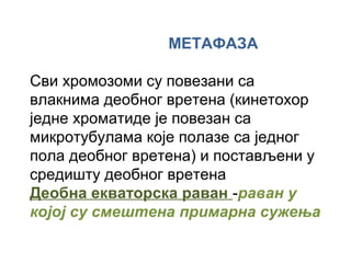 МЕТАФАЗА

Сви хромозоми су повезани са
влакнима деобног вретена (кинетохор
једнe хроматиде је повезан са
микротубулама које полазе са једног
пола деобнoг вретена) и постављени у
средишту деобног вретена
Дeобна екваторска равaн -рaвaн у
којој су смештена примарна сужења
 