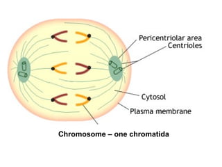 Chromosome – one chromatida
 