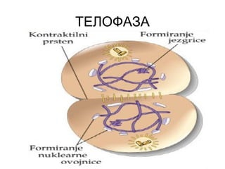 ТЕЛОФАЗА
 